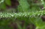 Texas bullnettle